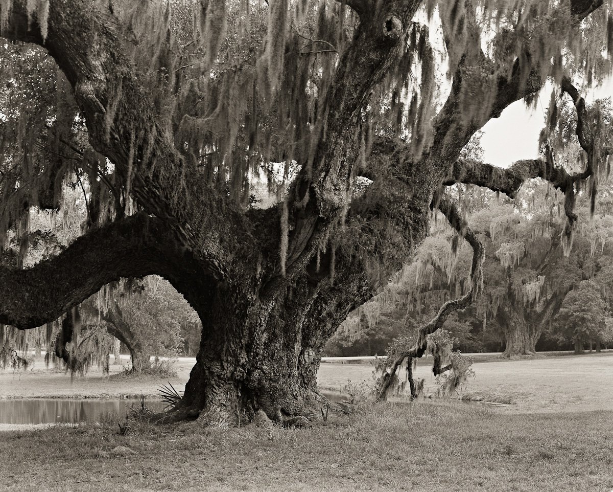 Ancient Oak, Drayton Hall Plantation, Charleston, SC