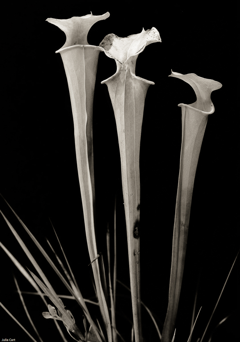 Yellow Trumpet 1; sarracenia flava