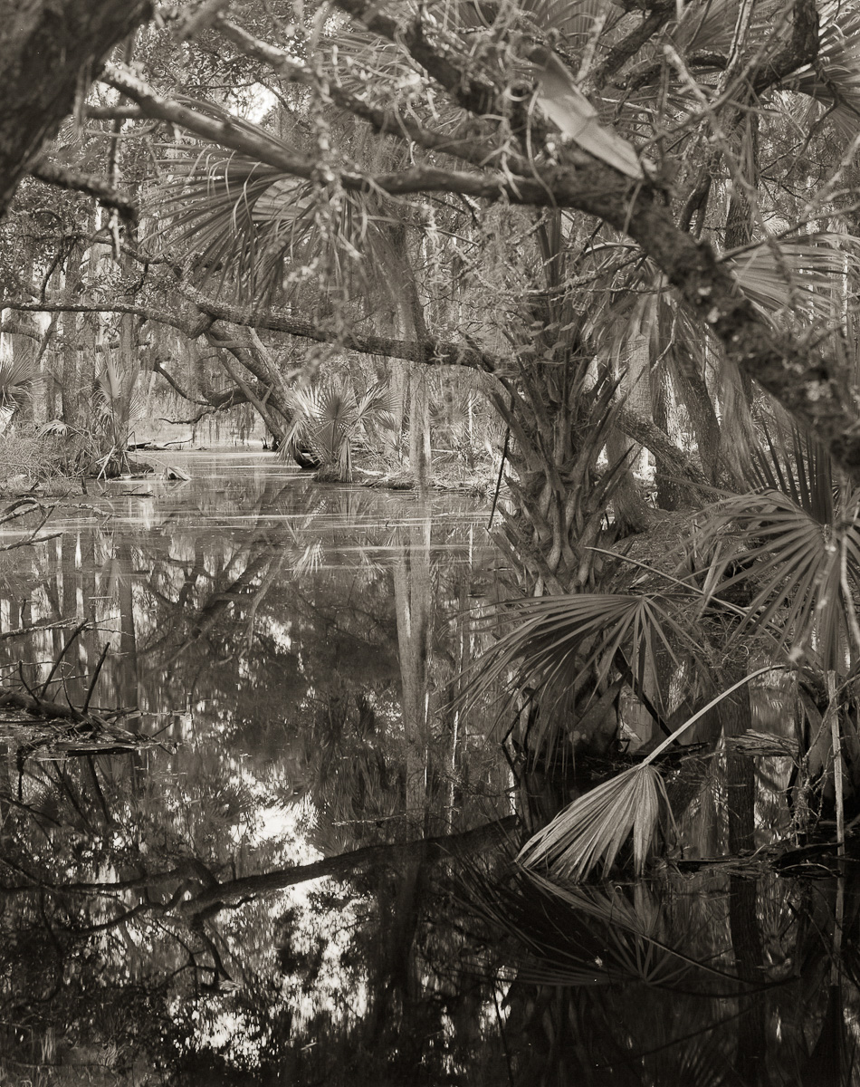 Botany Island Swamp, Edisto Island, SC