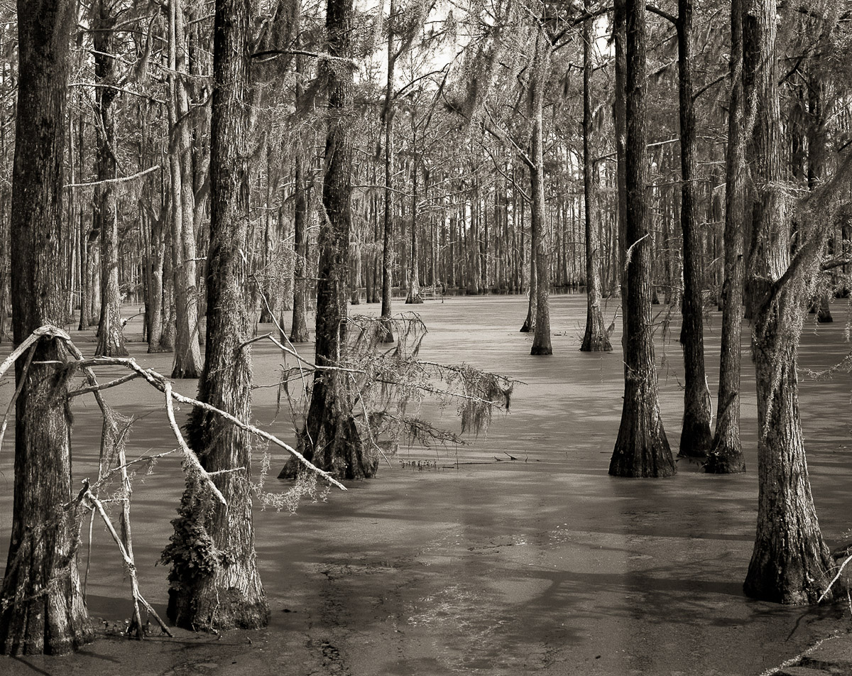 Cypress Swamp, 1, Rimini, SC