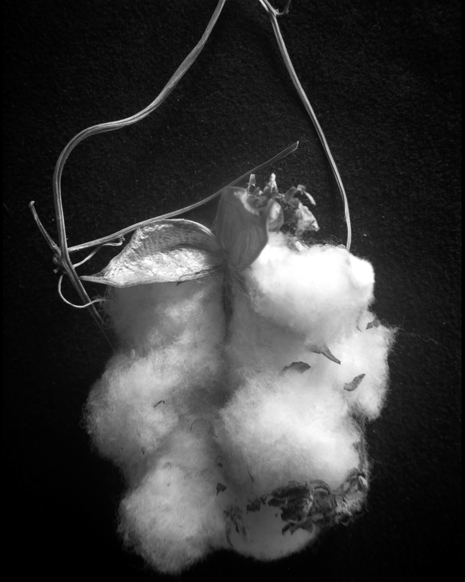 Sea island cotton - Gossypium barbadense #1