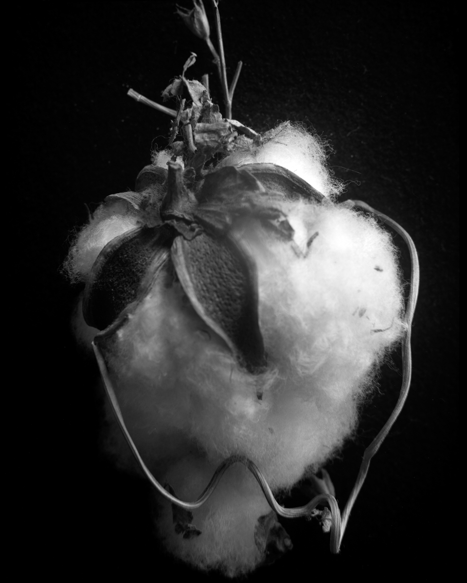 Sea island cotton - Gossypium barbadense #3