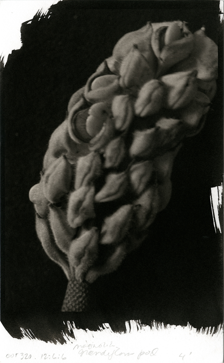 Magnolia grandiflora seed pod at 3x -  platinum 