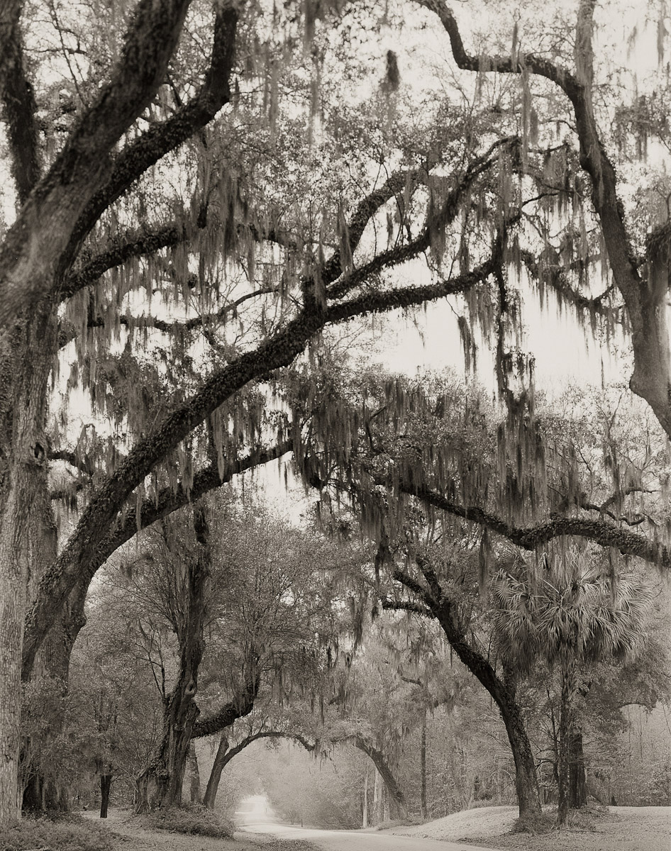Oak Allee, Drayton Hall Plantation, Charleston, SC
