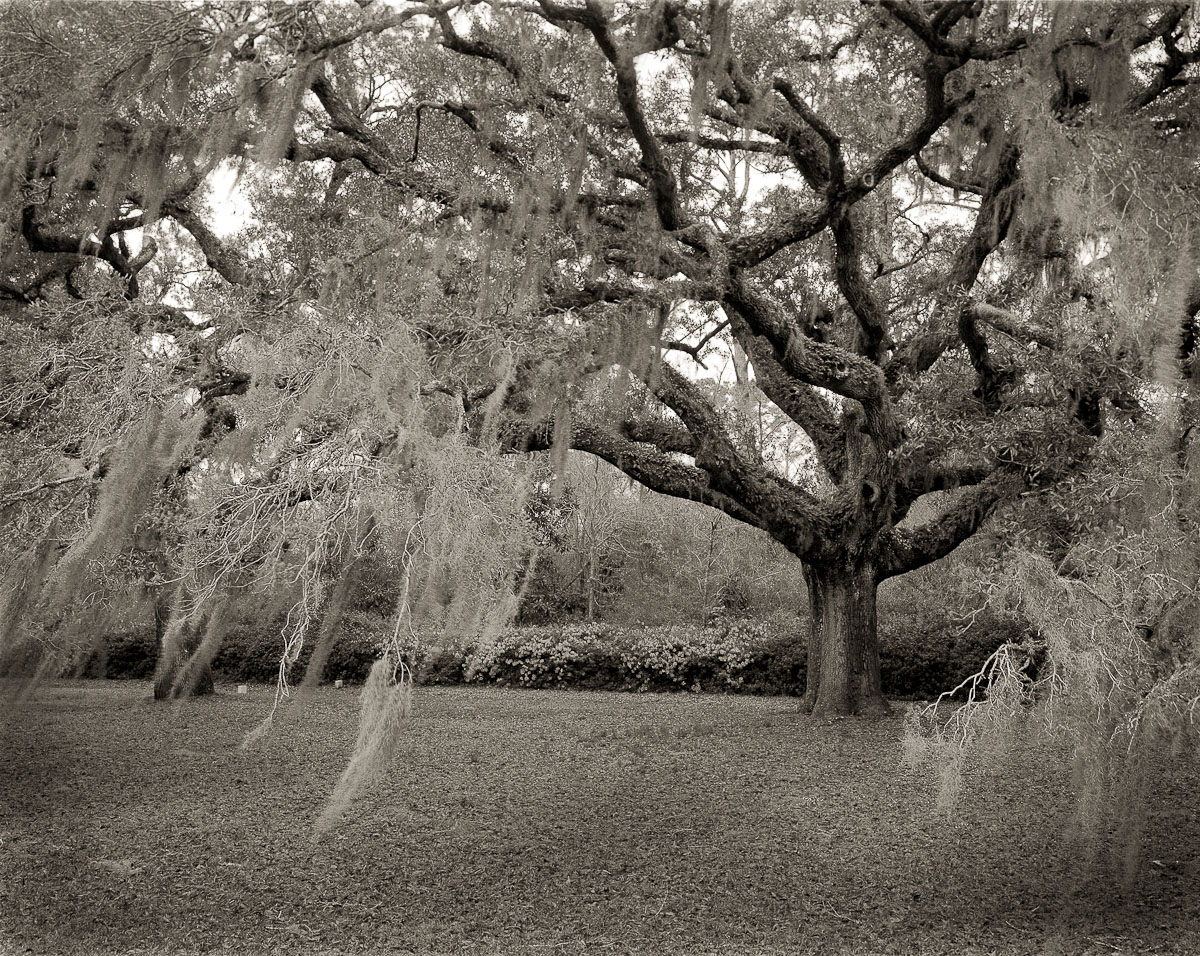 Old Mossy Oak, Dixie Plantation, Hollywood, SC