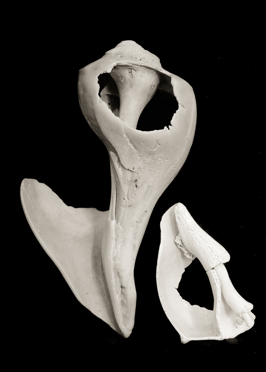 Shell 3
