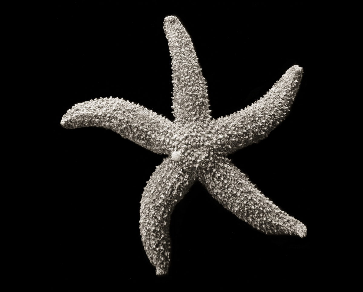 Sea Star - asteroidia